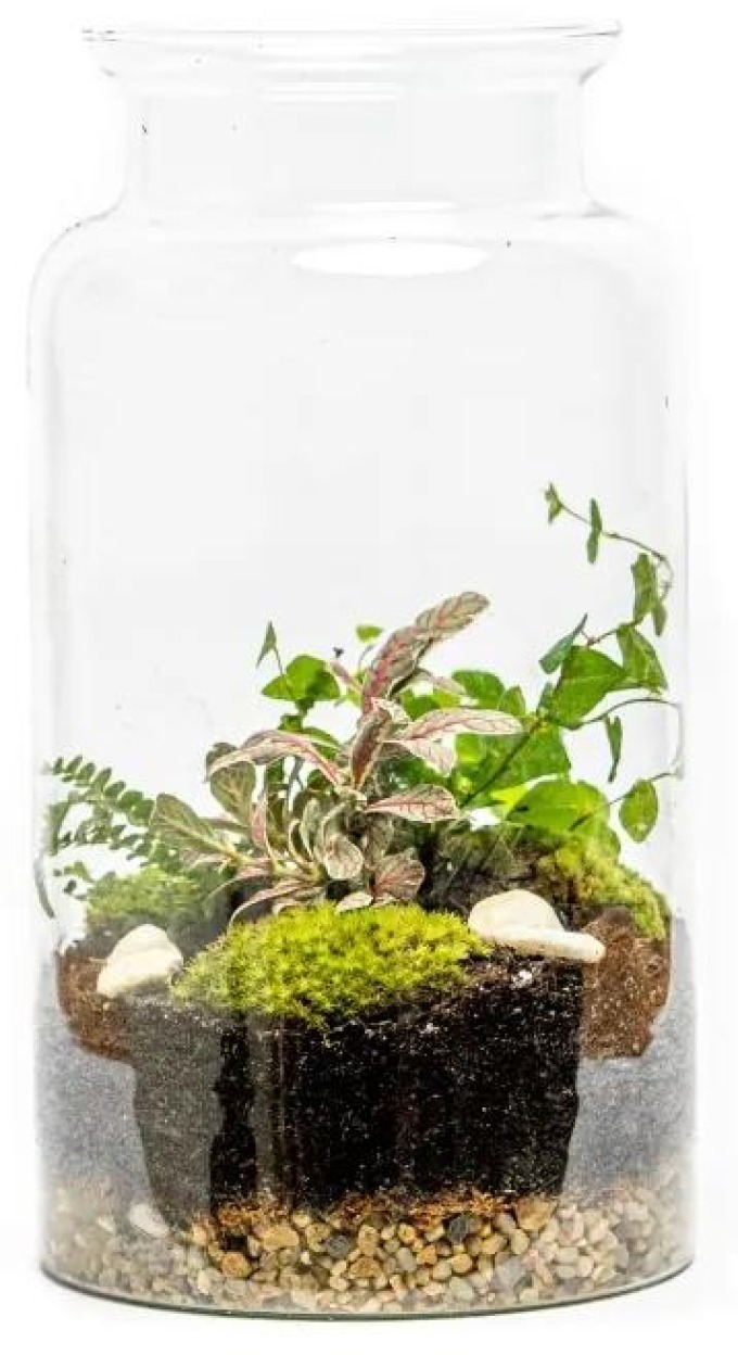 Skleněná váza DIGITALIS se zúženým otvorem - výška 35 cm, průměr 19 cm - osázené vlhkomilně