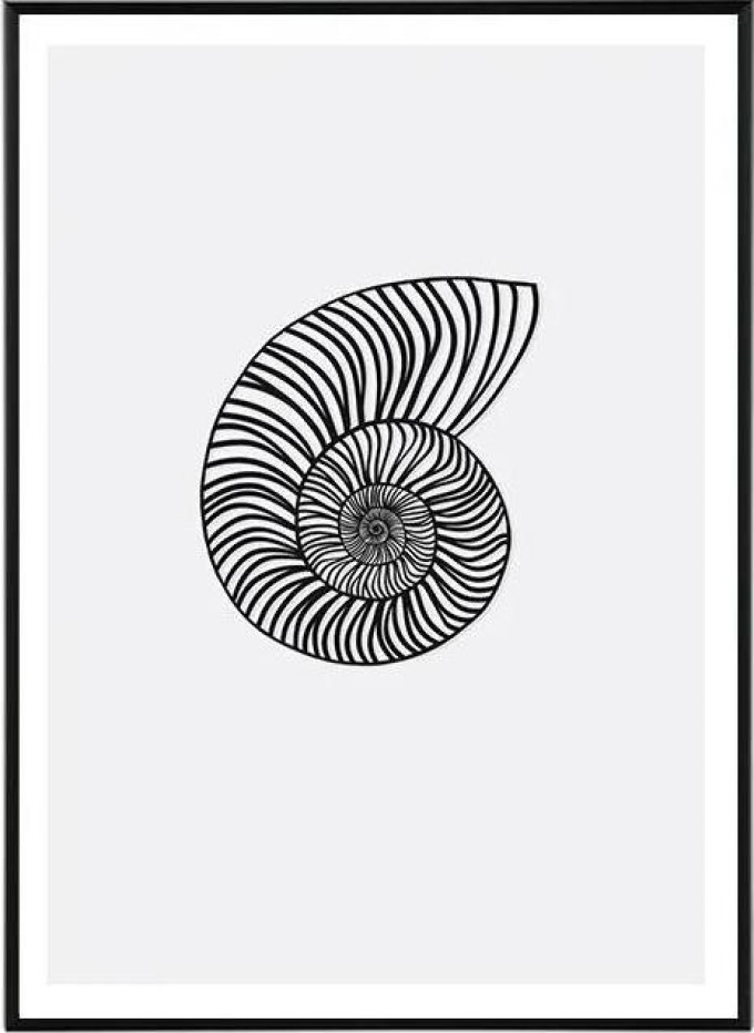 Nautilus in black - 50x70 cm Obraz