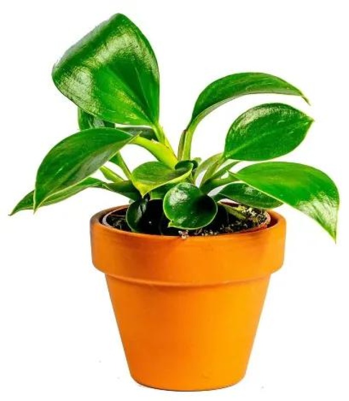 Gardners Philodendron White Measure, průměr 6 cm