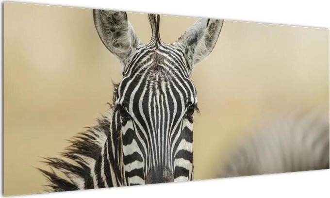 Zebra - obraz (100x40cm)