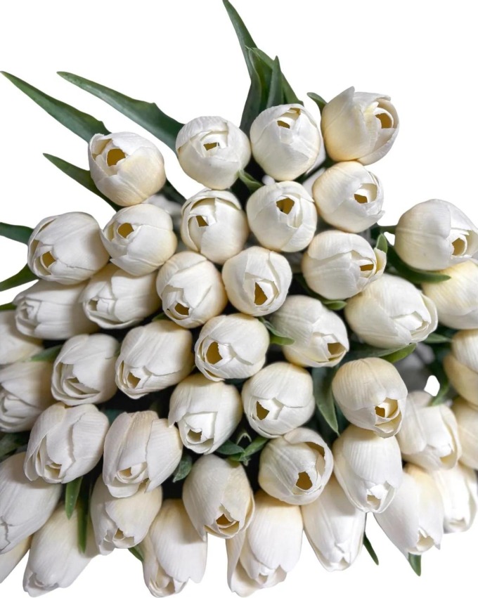 Tulipán CREAM WHITE