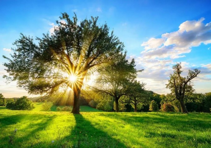Svit slunce v koruně stromu na vliesové fototapetě o rozměrech 368 cm x 254 cm