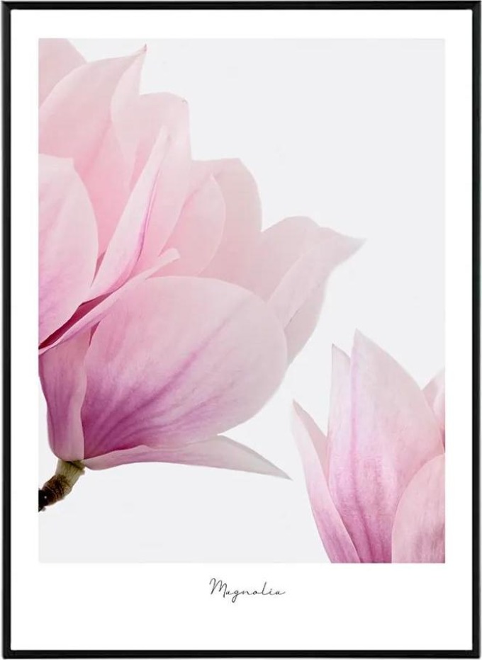 Soul of Magnolia - 50x70 cm Obraz