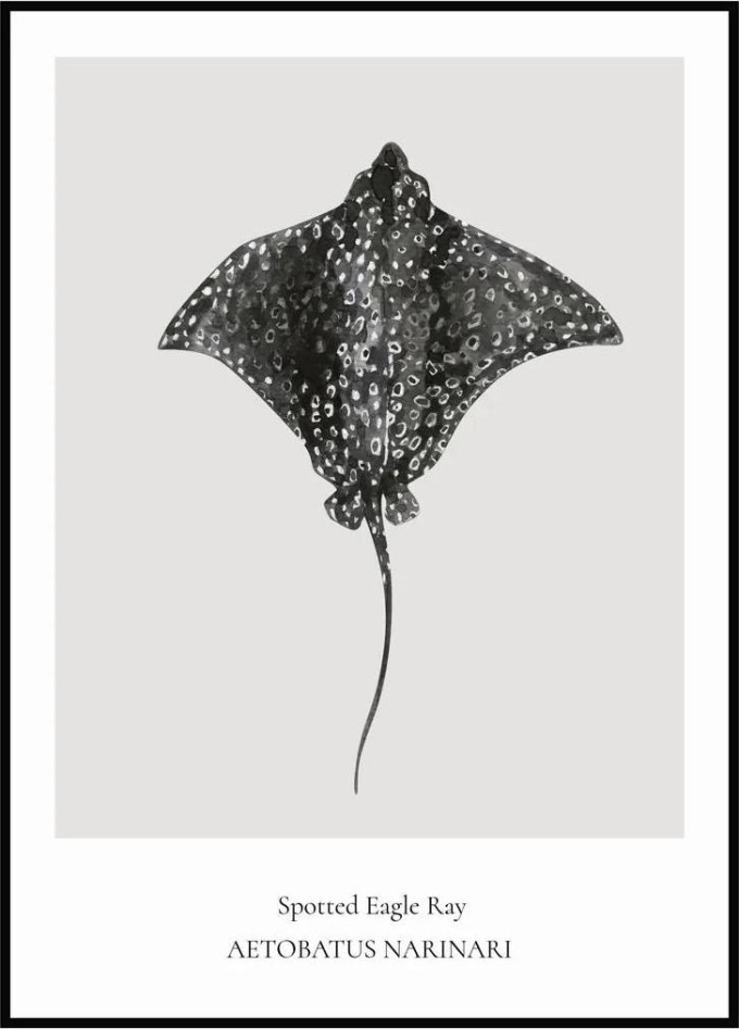 Plakát Spotted Eagle Ray 50 x 70 cm