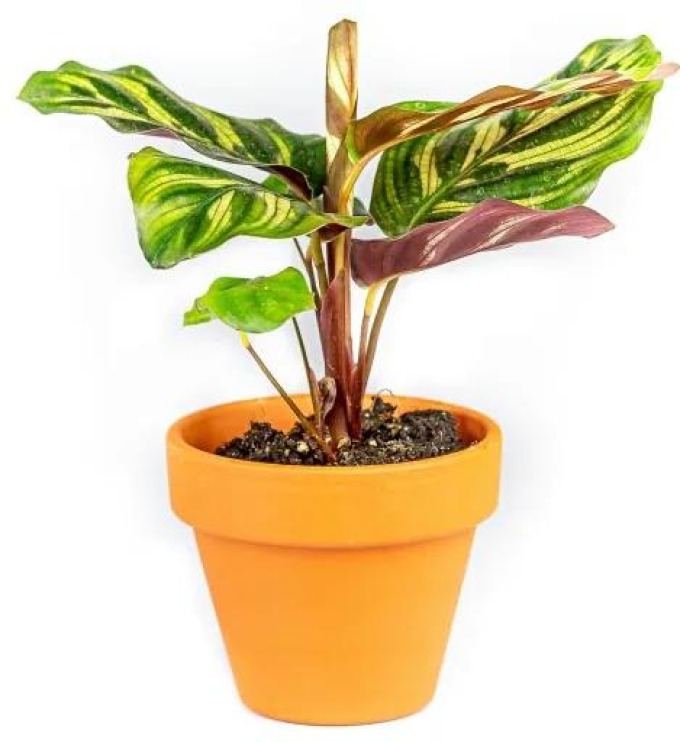 Gardners Calathea makoyana, průměr 6-7 cm