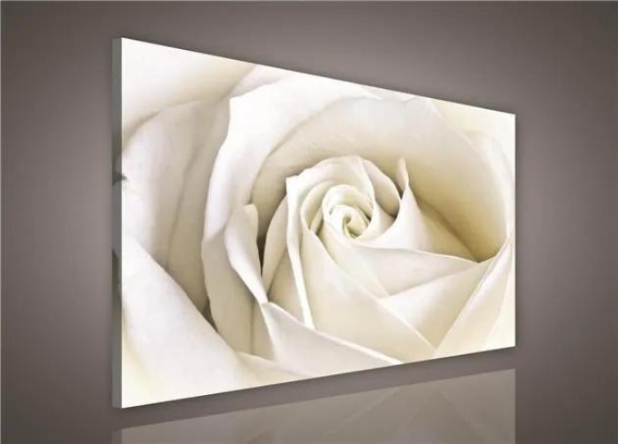 Bílá růže na plátně s digitálním tiskem o rozměrech 100 x 75 cm