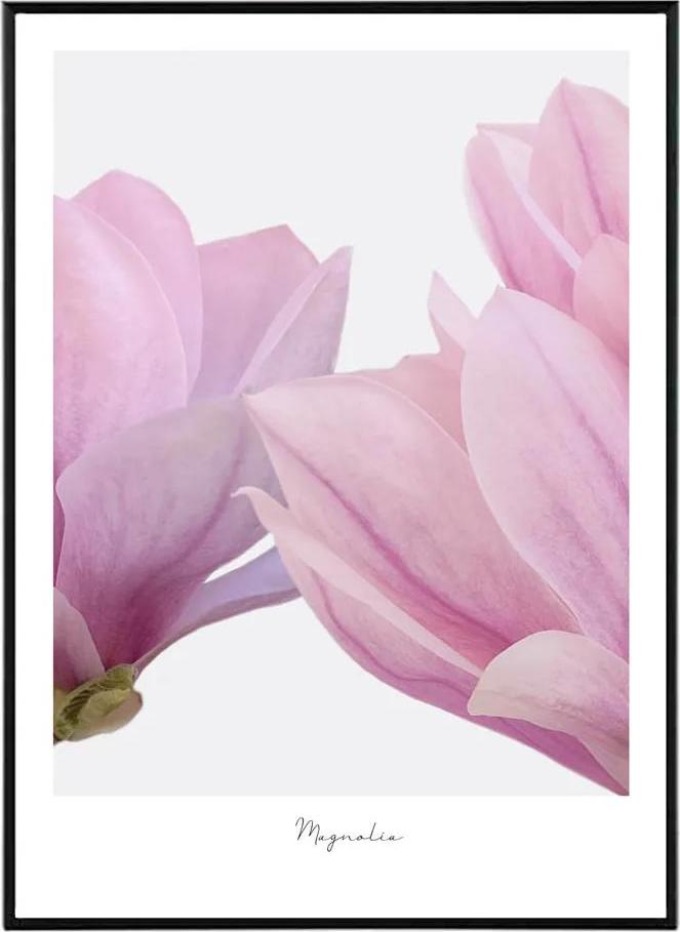 Fancy Magnolia - 50x70 cm Obraz