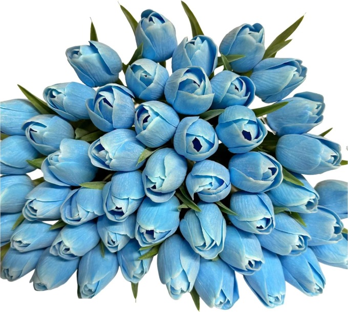 Tulipán DEEP SKY BLUE
