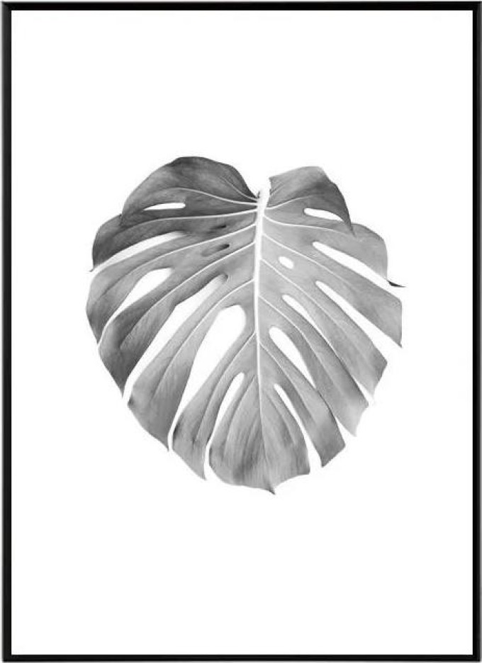 Monstera - 30x40 cm Obraz