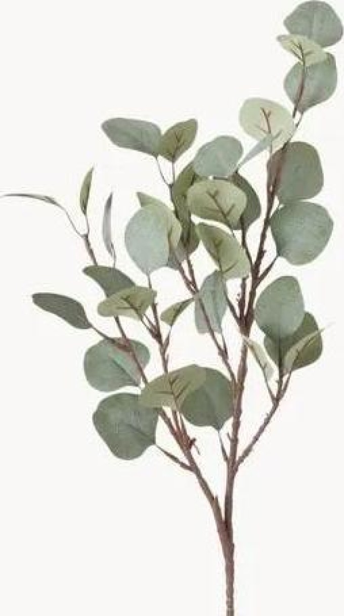 Dekorace Eukalyptus