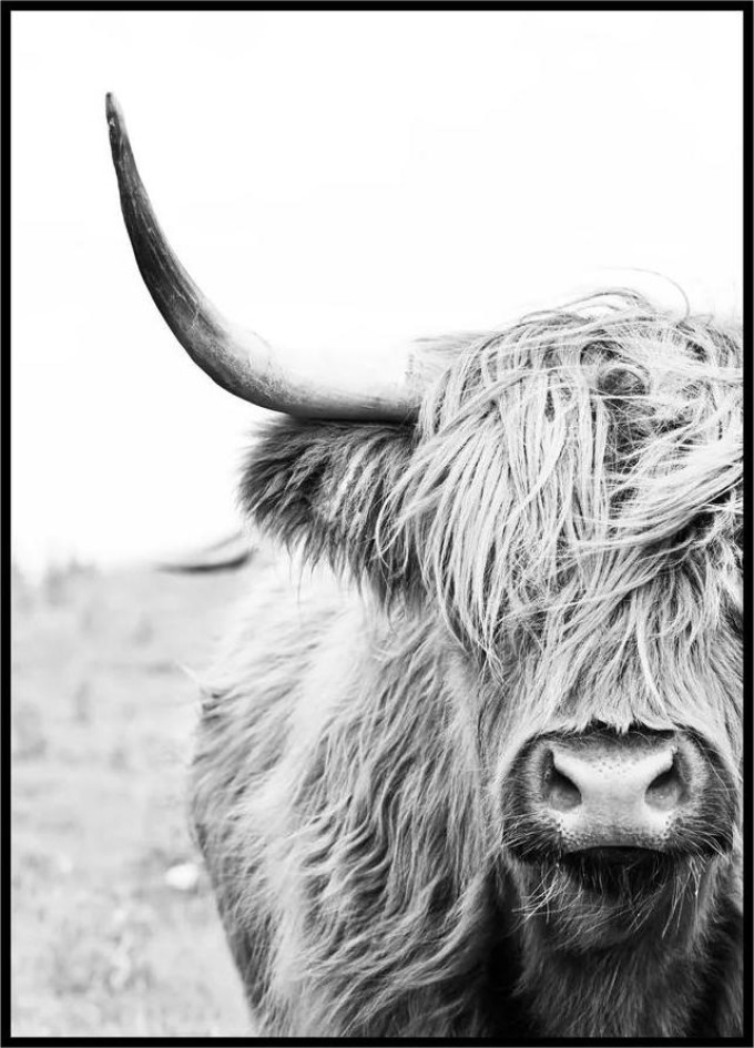 Plakát Highland cattle Rozměr plakátu: 40 x 50 cm, Orientace plakátu: Na výšku