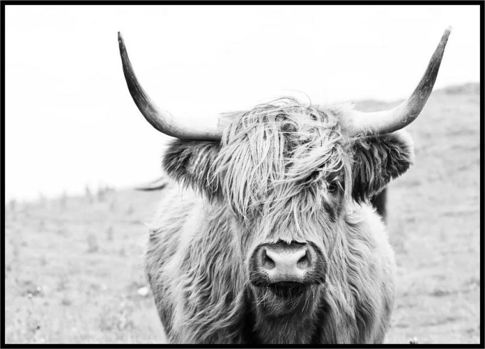 Plakát Highland cattle Rozměr plakátu: 30 x 40 cm, Orientace plakátu: Na šířku
