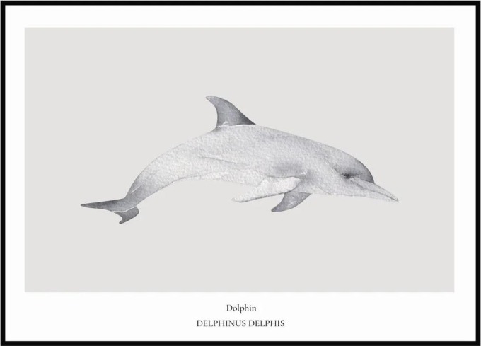 Plakát Doplhin 50 x 70 cm