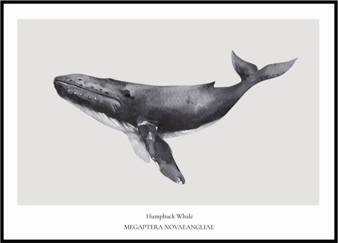 Plakát Humpback Whale A4 (21 x 29,7 cm)