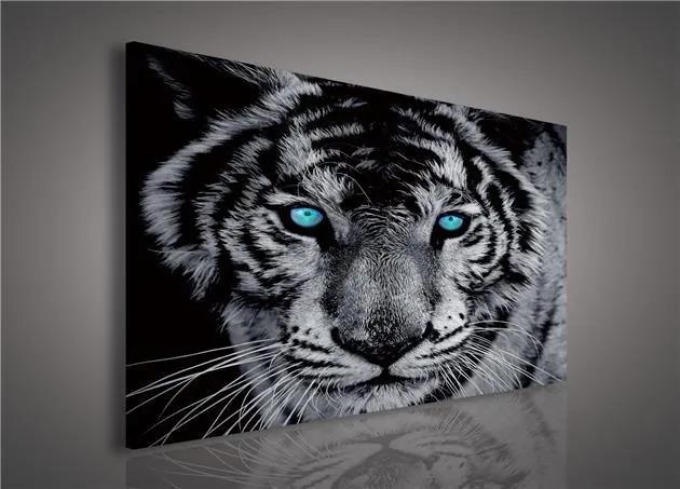 Obraz na plátně s tygrem a tyrkysovýma očima o rozměrech 100 x 75 cm