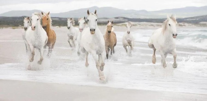 Fototapeta koně, rozměr 368 cm x 254 cm, fototapety White Horses KOMAR 8-986