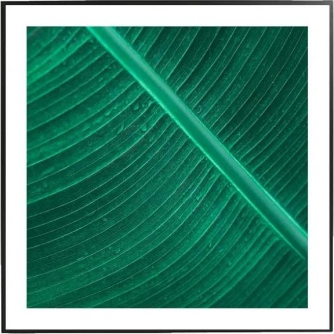 Banana leaf verso - 50x50 cm Obraz
