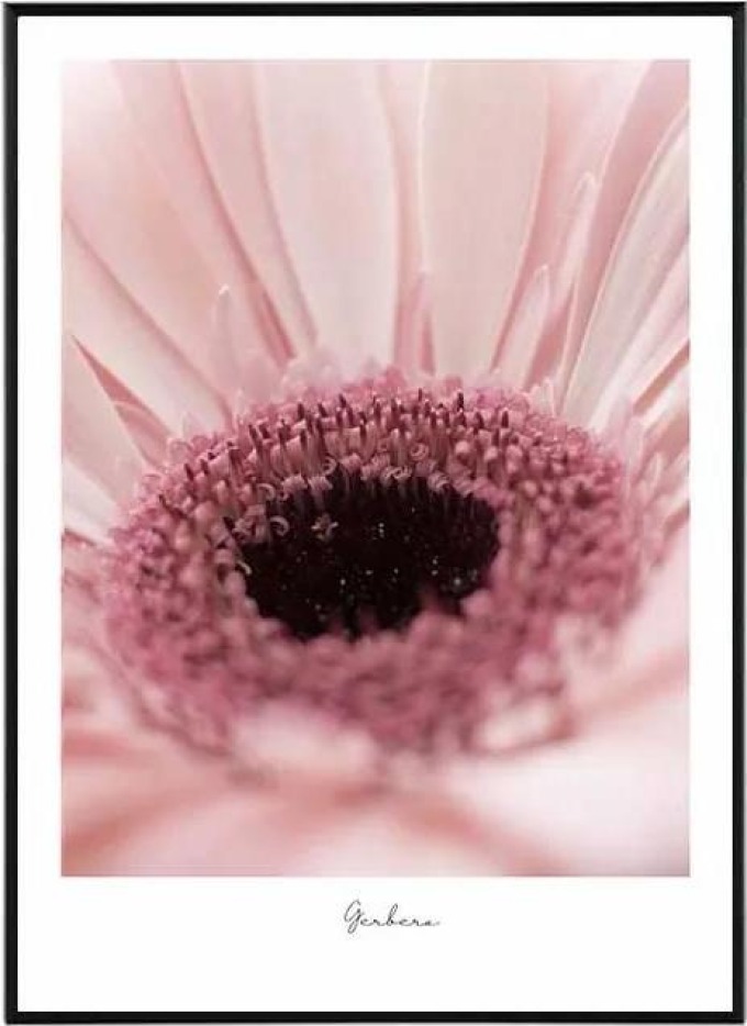 Flower gerbera - 50x70 cm Obraz