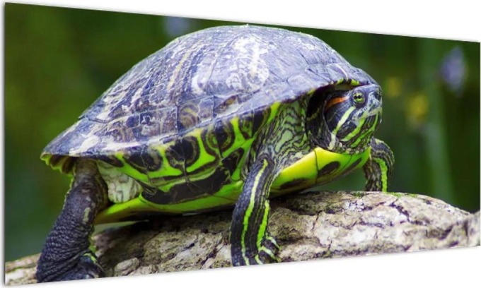 Obraz suchozemské želvy ve velikosti 100x40cm s jasnými a stálými barvami a dlouhou životností