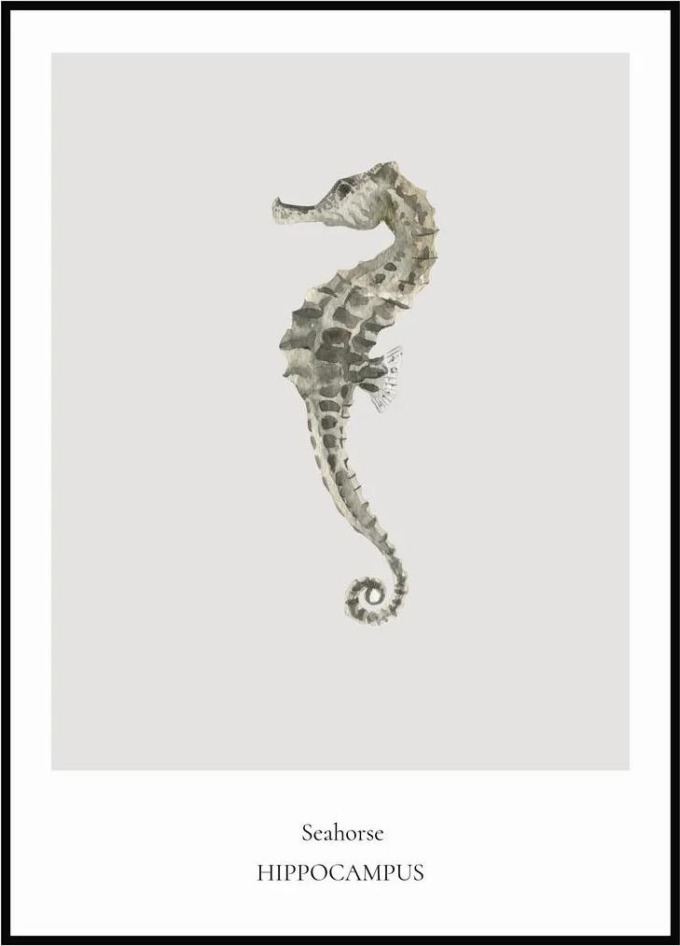 Plakát Seahorse 50 x 70 cm