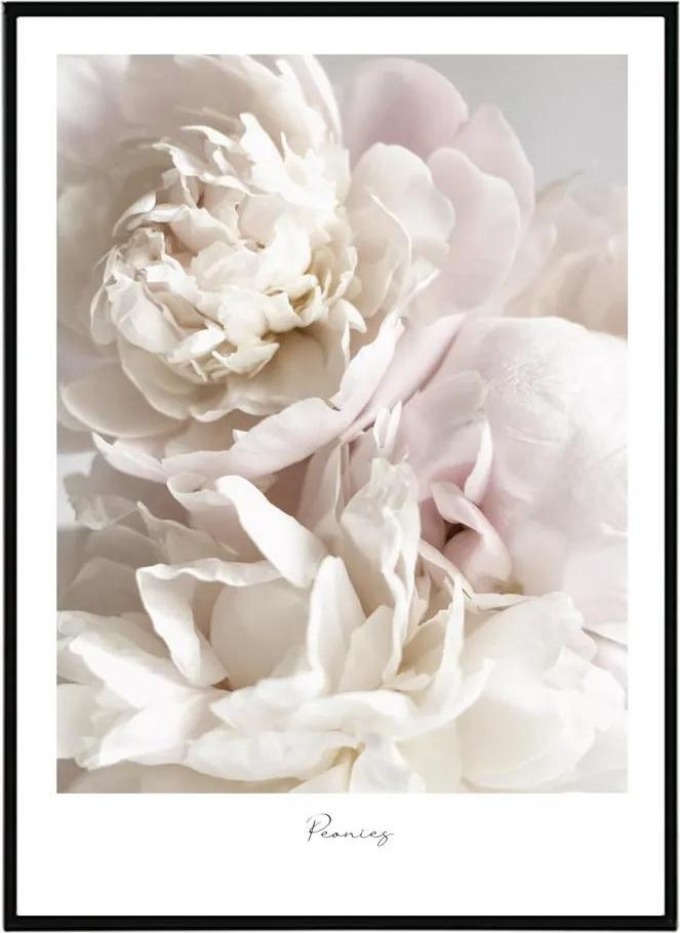 Obraz Peonies ze série Flower collection - krásný motiv pivoňek v jemných tónech, perfektní v kombinaci s ostatními černobílými květinovými obrazy