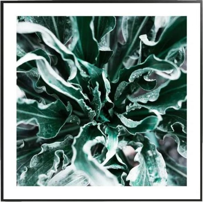 Spicy - 50x50 cm Obraz