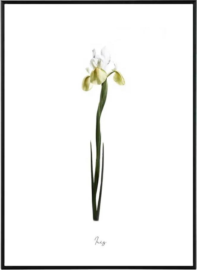 Iris - 50x70 cm Obraz