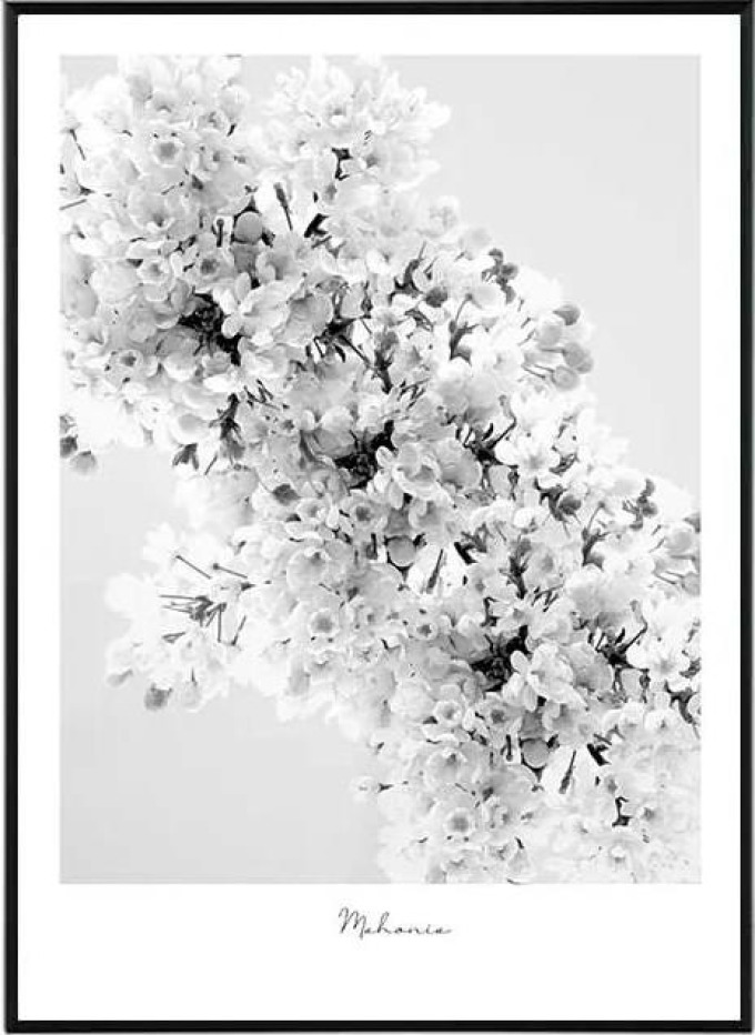 Moderní černobílý obraz s květinou mahonie - 50x70 cm, který dodá každému interiéru útulnost