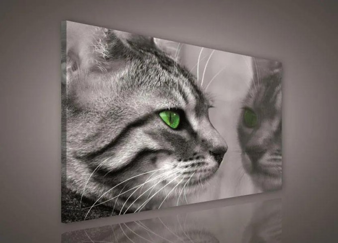 Obraz na plátně s motivem kočky o rozměrech 100 x 75 cm