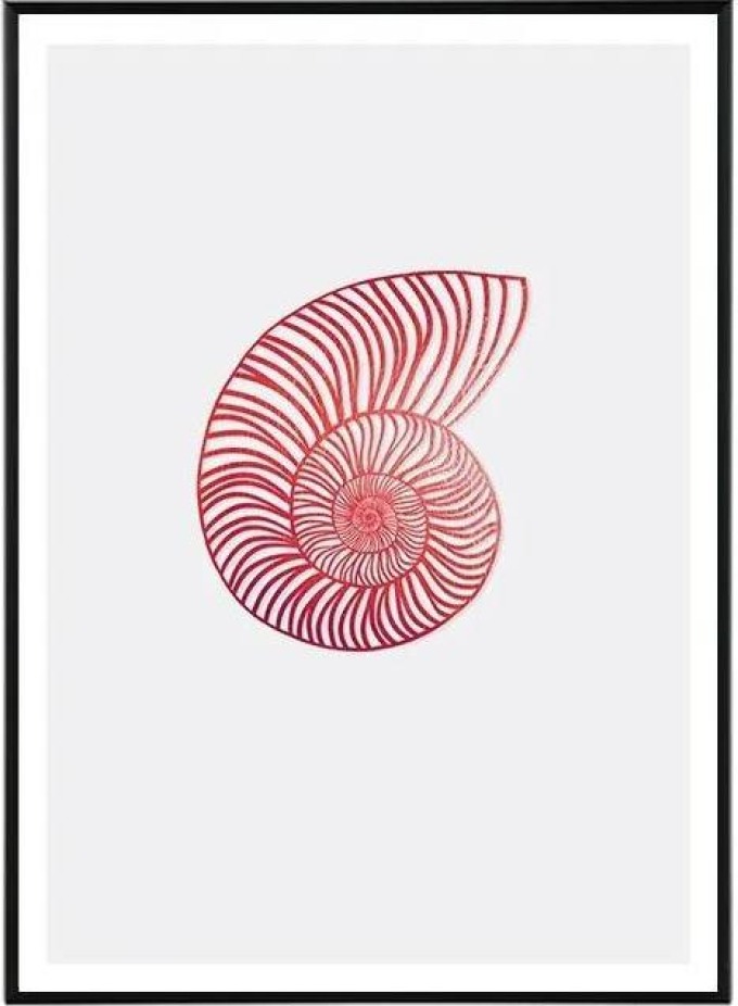Nautilus - 30x40 cm Obraz