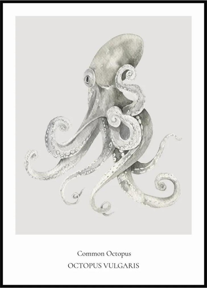 Plakát Common Octopus 40 x 50 cm