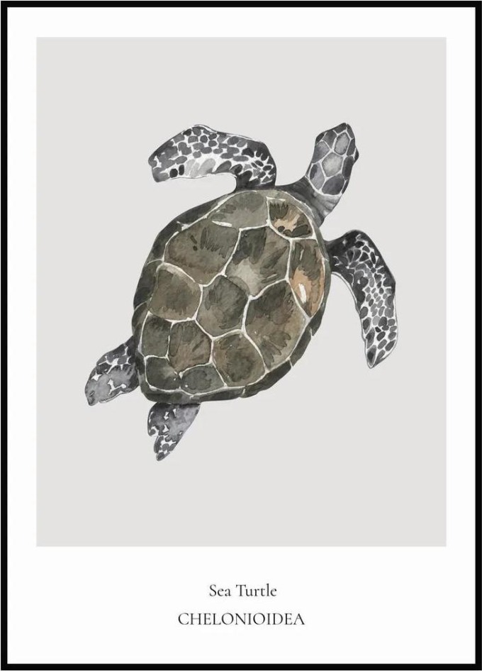 Plakát Sea Turtle A4 (21 x 29,7 cm)