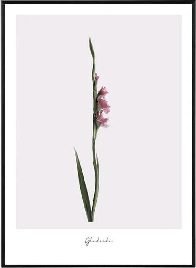 Gladioli - 30x40 cm Obraz