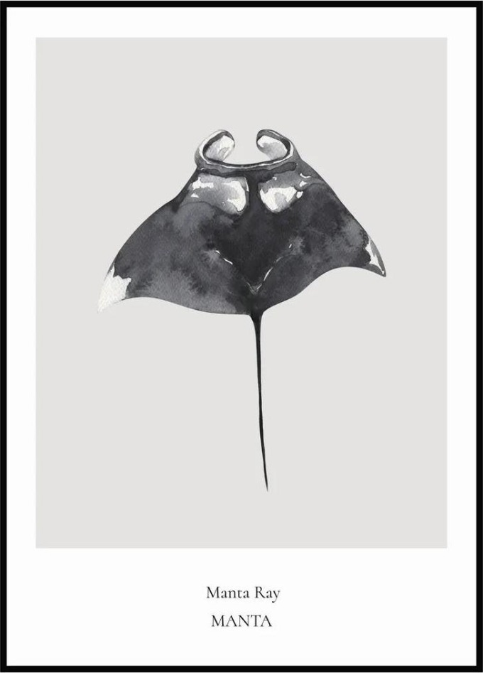 Plakát Manta Ray 40 x 50 cm