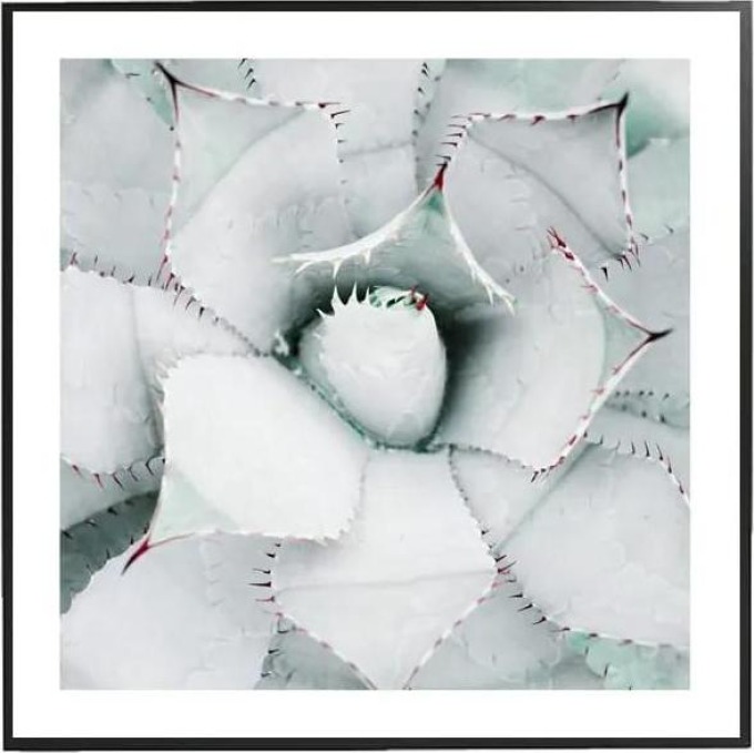 White Agave - 50x50 cm Obraz