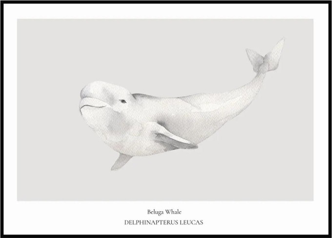 Plakát Beluga Whale 50 x 70 cm
