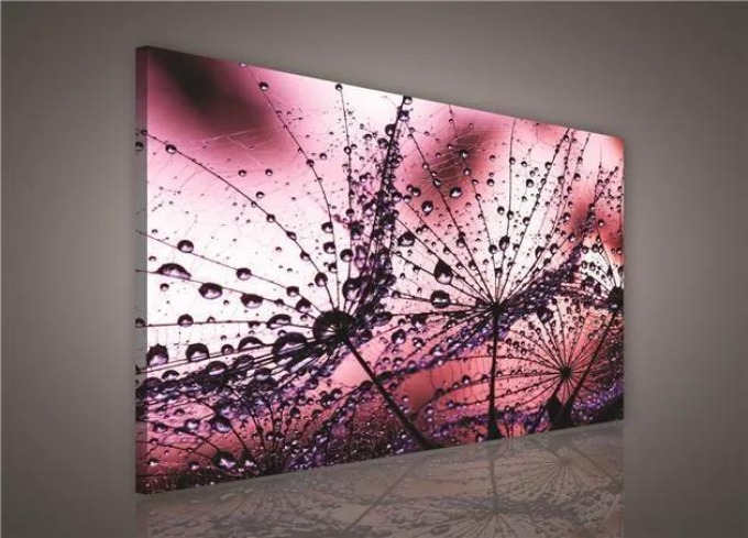 Obraz na plátně s ranní růžovou rosou o rozměrech 100 x 75 cm
