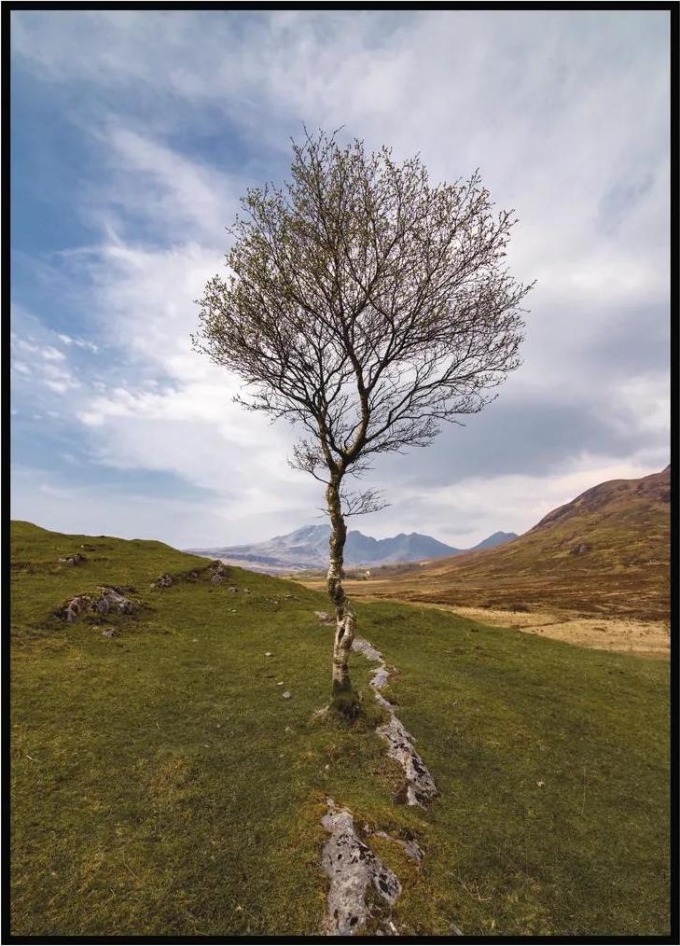 Plakát Strom v krajině 50 x 70 cm